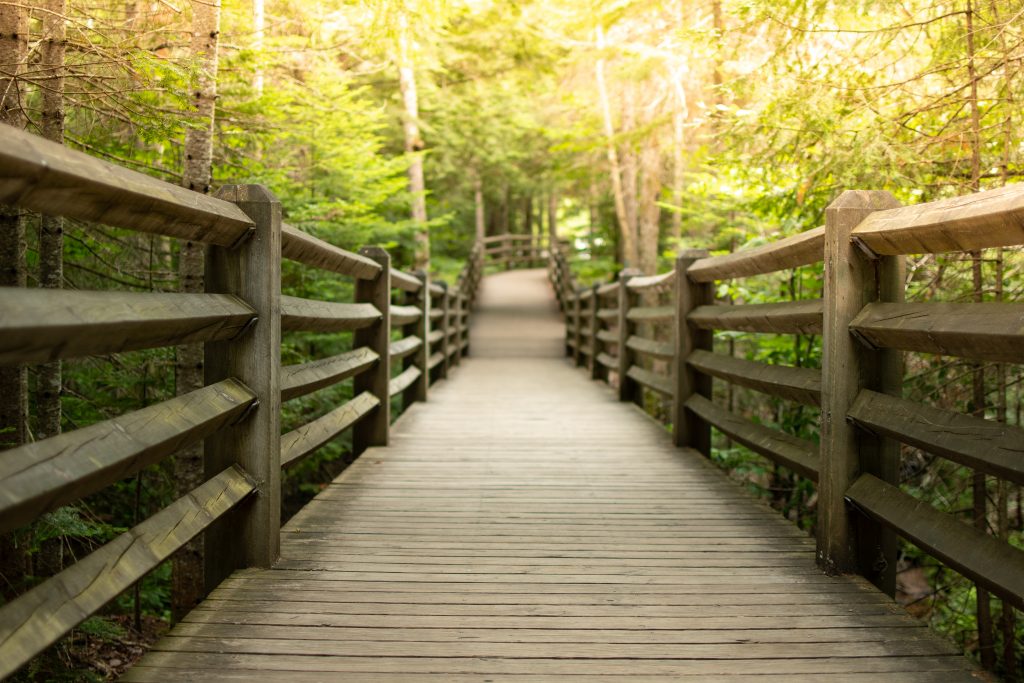 Boardwalk in a forest